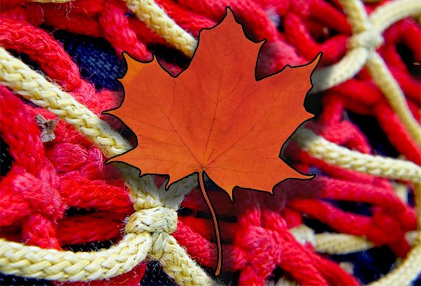 image: net with maple leaf on top